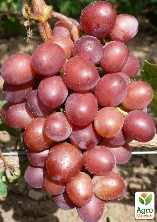 

Виноград Втілення (ранній мускат, соковитий, гармонійний смак)