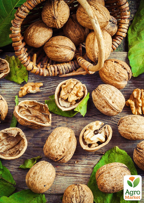 

Грецкий орех привитой Tulare (селекция США, ранний срок созревания)