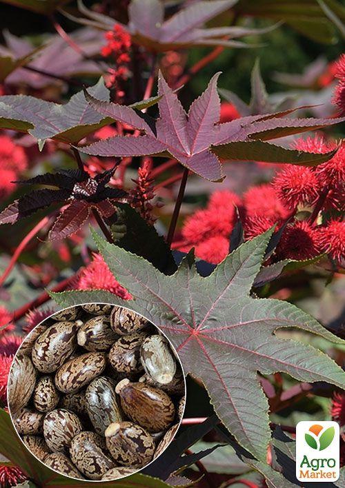 

На развес Клещевина рицина ТМ Весна цена за 4г