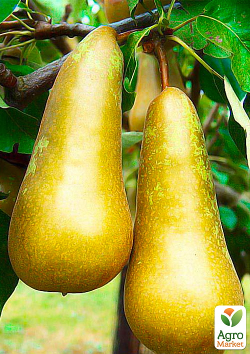 

Груша Конференція (зимовий сорт, пізній термін дозрівання)