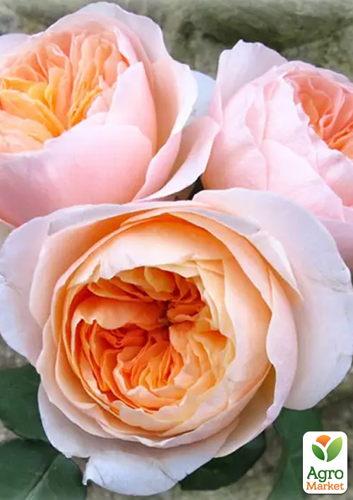 

Троянда штамбова Джульєтта (Juliet) (саджанець класу АА+)