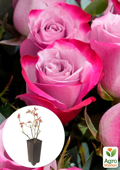 

Роза чайно-гибридная Диб Вотер в контейнере, высший сорт