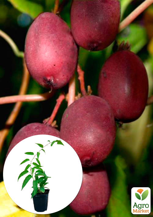 

Актинидия Скарлет Септембер (мини-киви, морозостойкий сорт, ранний срок созревания)