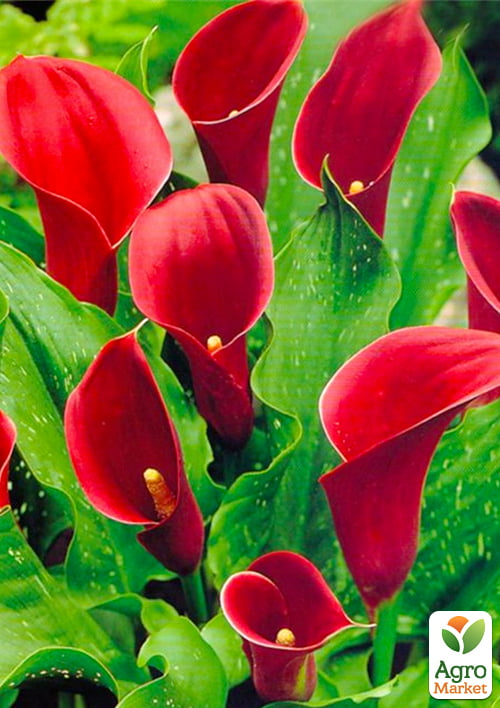 

Калла Majestic Red 1шт в упаковке