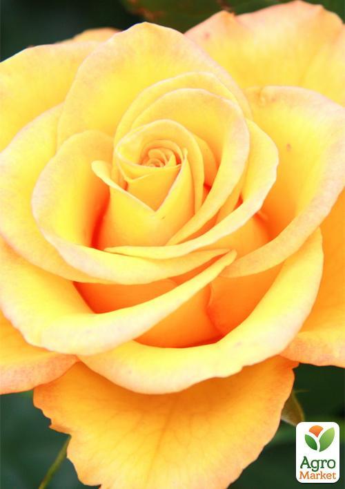 

Троянда чайно-гібридна Golden Medallion®