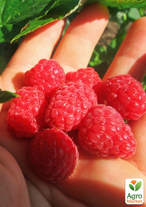 

Малина Версаль (ранний срок созревания, высокоурожайный и бесшипый сорт) 1-летний саженец