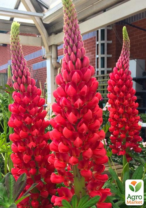 

Люпин My Castle