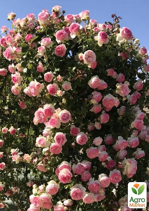 

Роза плетистая Cesar (саженец класса АА+) высший сорт