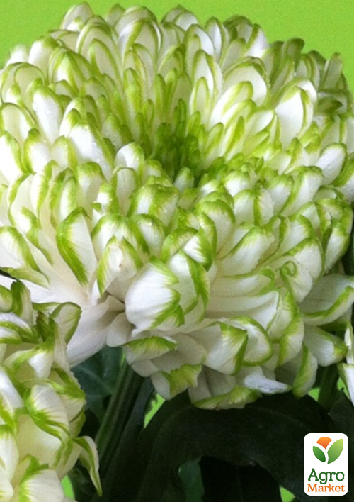 

Хризантема Greenstar (низкорослая крупноцветковая)