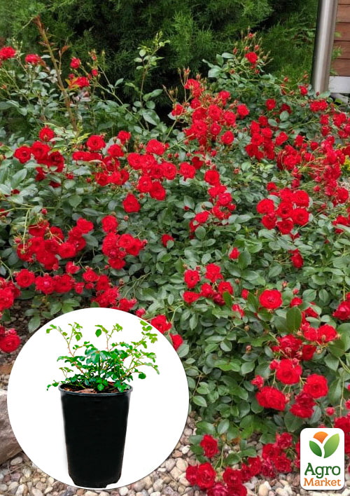 

Роза в контейнере почвопокровная Scarlet Meillandecor (саженец класса АА+)