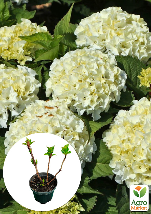 

Гортензія крупнолистова 2-х річна Ice Boy висота саджанця 25-45см