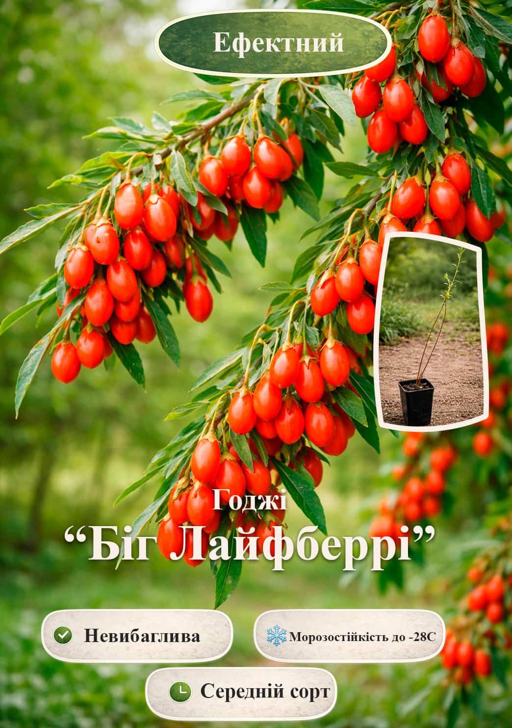 

Ексклюзив! Годжі Big Lifeberry (Біг Лайфберрі) (перехресне запилення, садити по 2 шт)