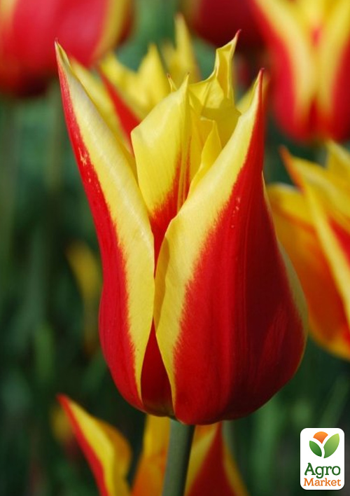 

Тюльпан Fly Away (лілієцвітний)