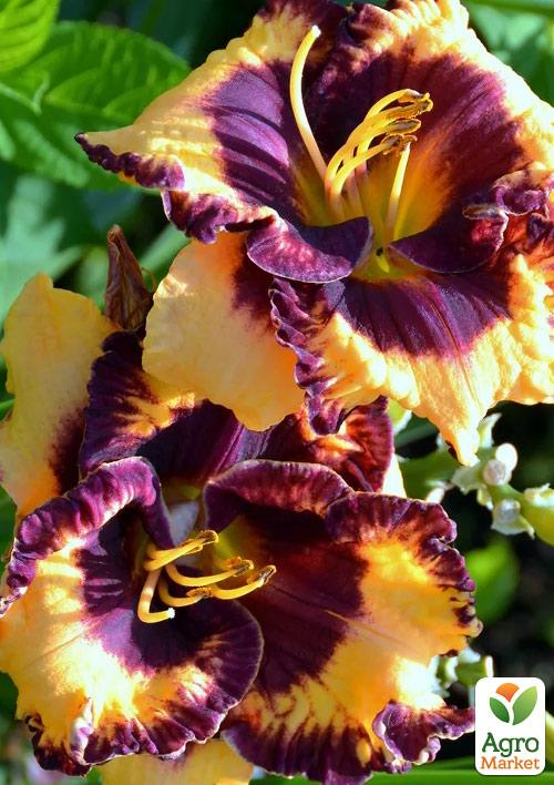 

Лилейник Open My Eyes