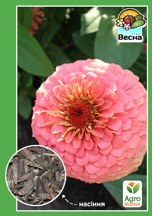 

Цинія Ельдорадо ТМ Весна 0.4г