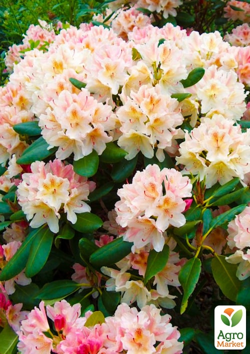 

Рододендрон великоквітковий Казанова(Casanova)