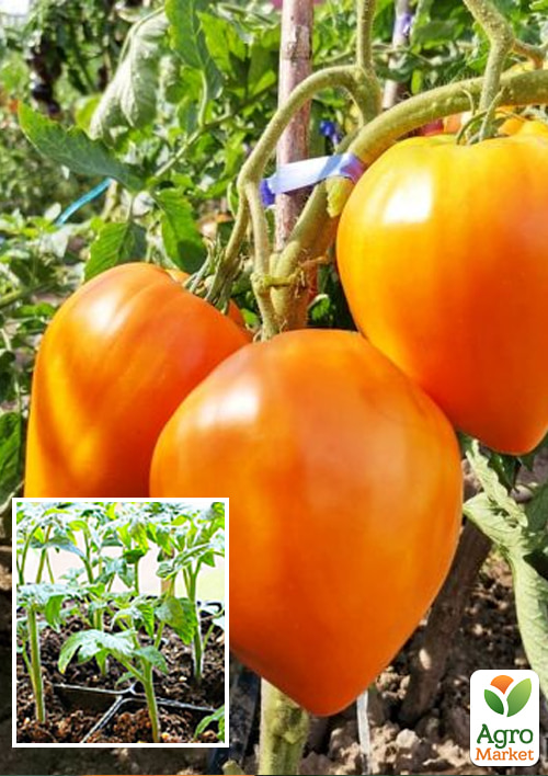 

Розсада Томат «Волове Серце помаранчеве» (фермерське вирощування)