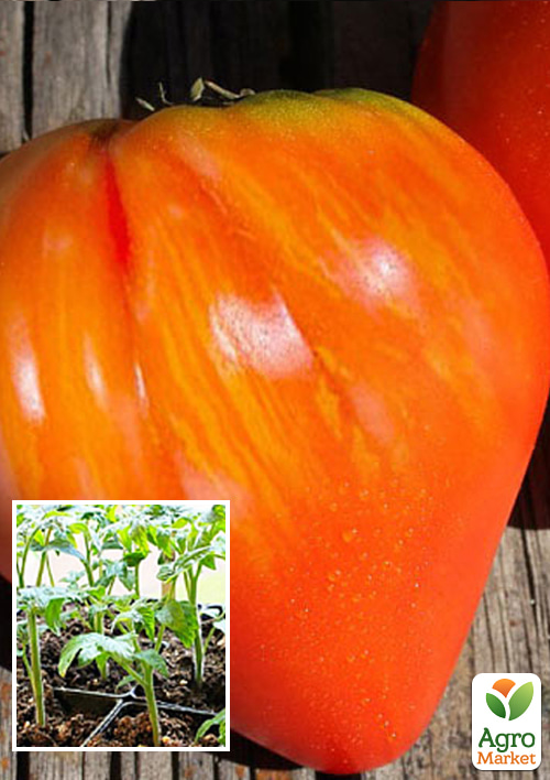 

Розсада Томат «Бичаче серце смугасте» (фермерське вирощування)