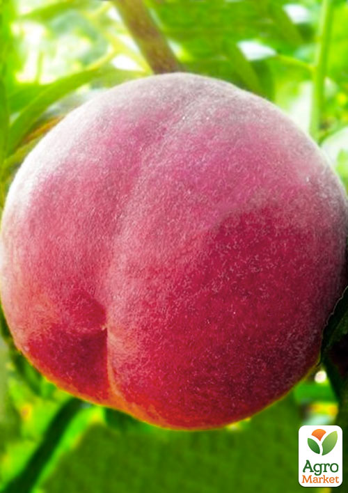 

Персик Флемінг Ф'юрі