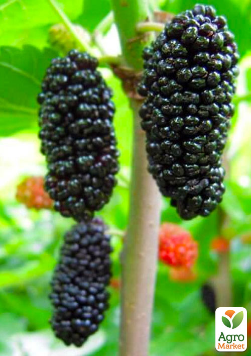 

Шовковиця великоплідна Чорний принц (літній сорт, середній термін дозрівання)