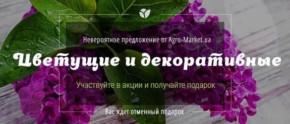 Выписывайте саженцы цветущих и декоративных растений и получайте отменный подарок Выписывайте саженцы цветущих и декоративных растений и получайте отменный подарок