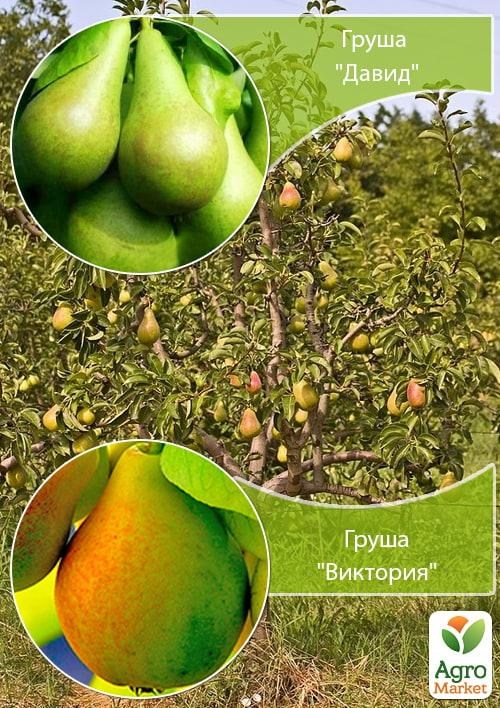 

Дерево-сад в контейнере Груша "Виктория+Давид" саженец 2 года