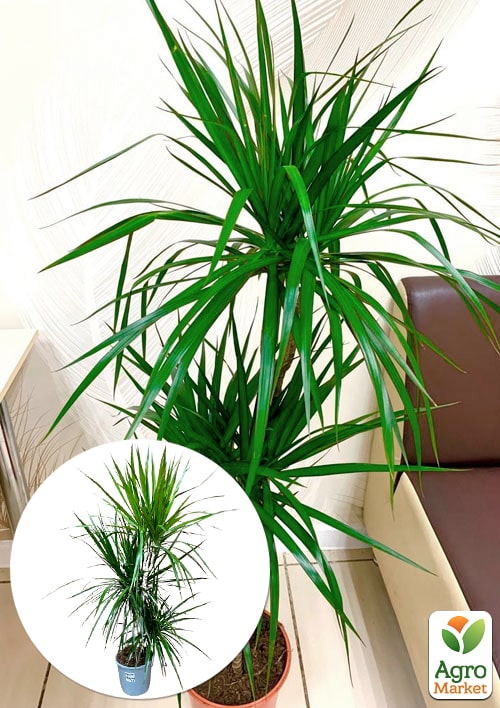 

LMTD Драцена Marginata (триярусна, висота 130-150см) вазон С5