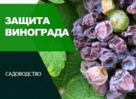 Біопрепарати для винограду - корисні статті про садівництво від Agro-Market
