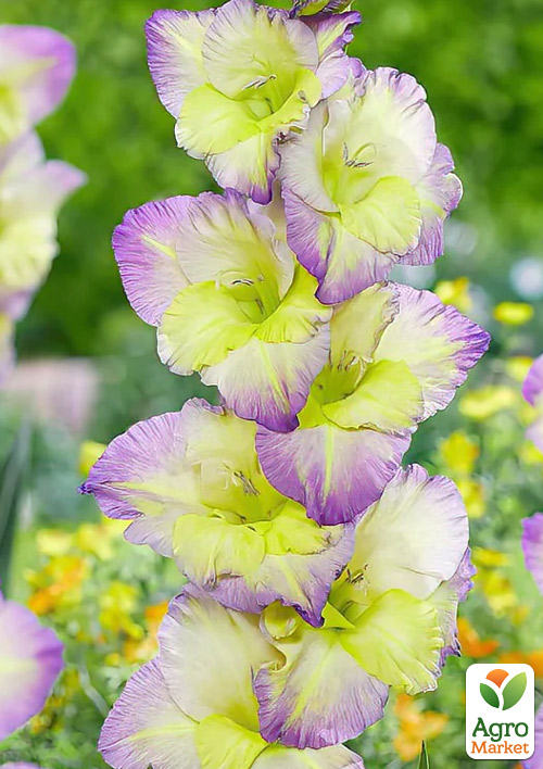 

Гладіолус Moonlight Shadow