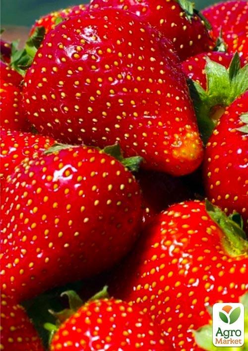 

Клубника Бурбон (ремонтантный сорт)