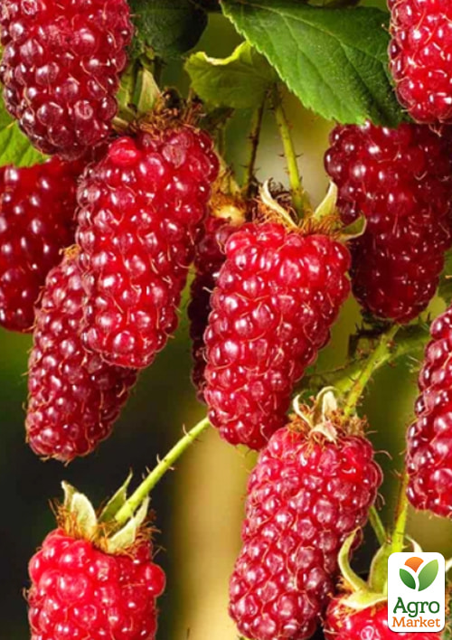 

LMTD Ожиномалина Loganberry (сортова, укорінена) висота 50-70см