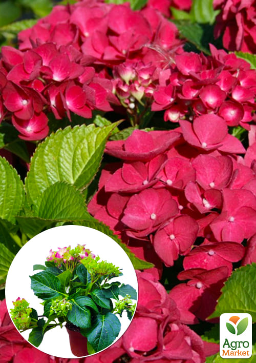 

LMTD Гортензія крупнолиста квітуча 2-х річна Early Rood (20-30см)