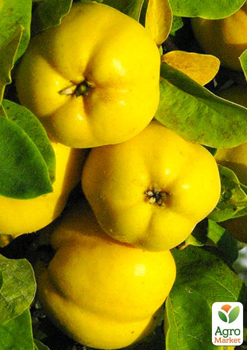 

Айва Відмінниця (осінній сорт, середнього терміну дозрівання)