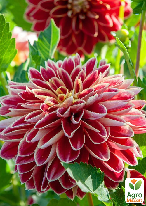 

Георгина Dutch Carnaval (гигантский цветок)