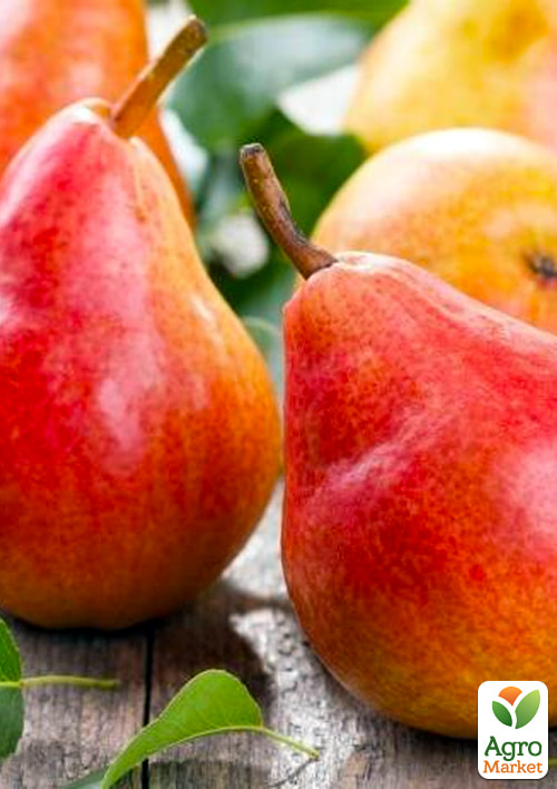 

Груша Санта Мария (осенний сорт, средний срок созревания)