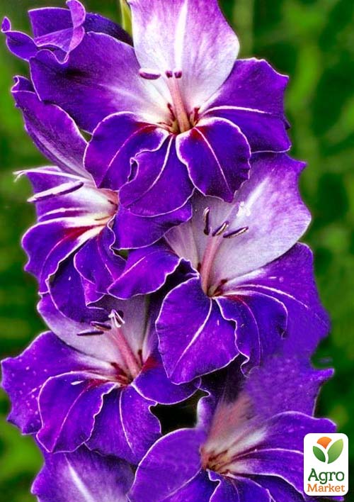 

Гладіолус Violetta 3шт
