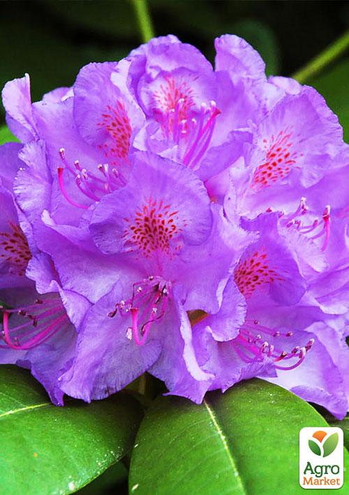 

Рододендрон лиловый Катевбинский (Catawbiense)