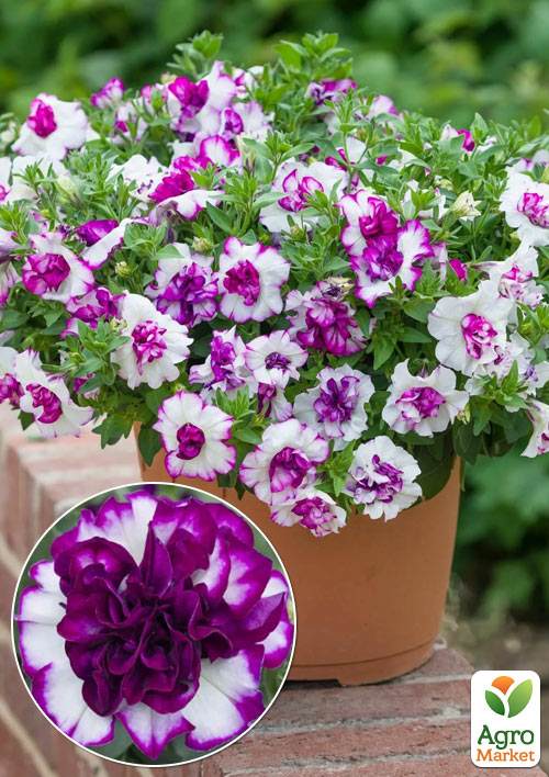 

Петунія напівампельна Tumbelina Nicola