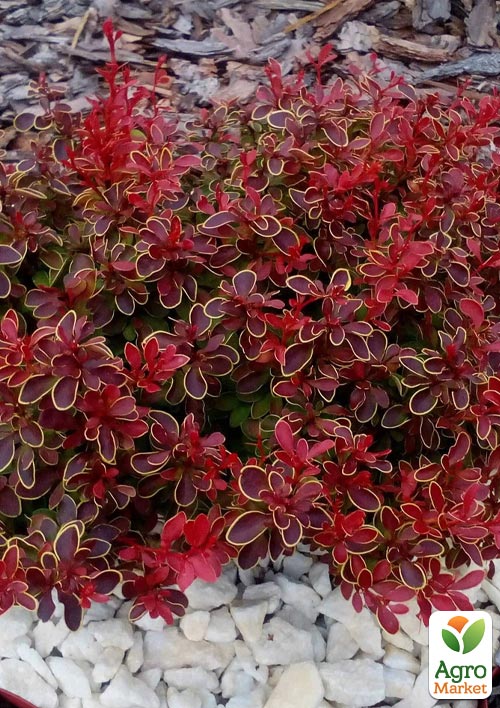 

Барбарис тунберга Admiration