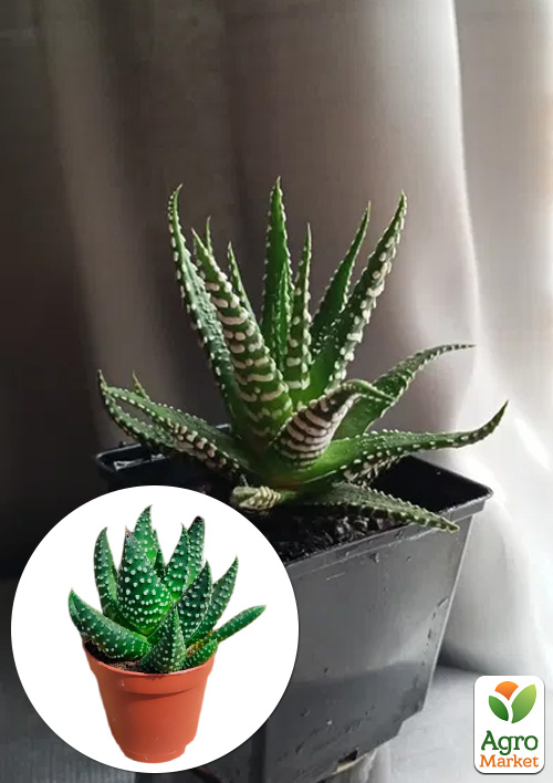 

LMTD Хавортія Margaritifera (5,5)