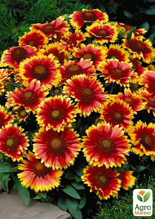 

Гайлардія багаторічна великоквіткова Guapa Tango Bicolour (вазон Р9)