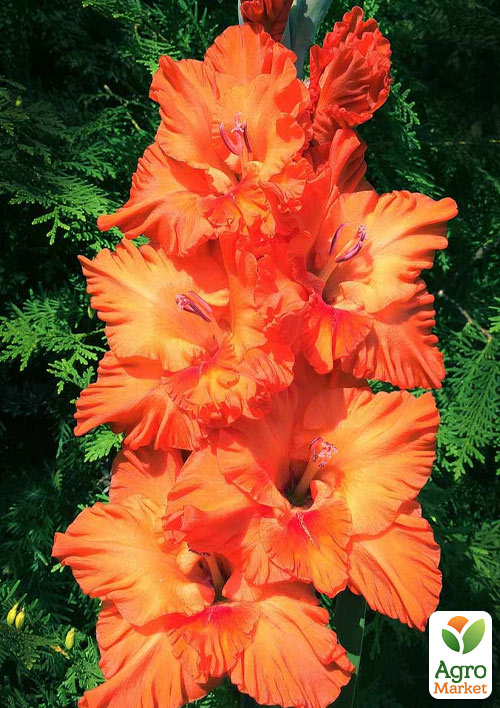 

Гладиолус Olympic Flame