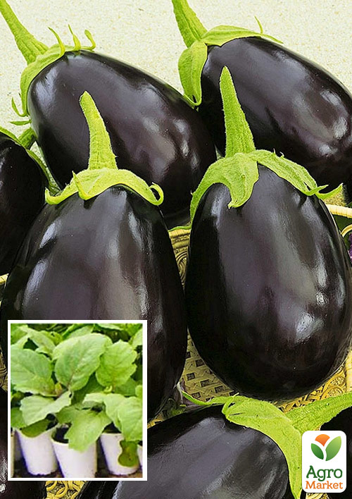 

Розсада Баклажан «Бичачий Лоб» (фермерське вирощування), 1шт в упаковці