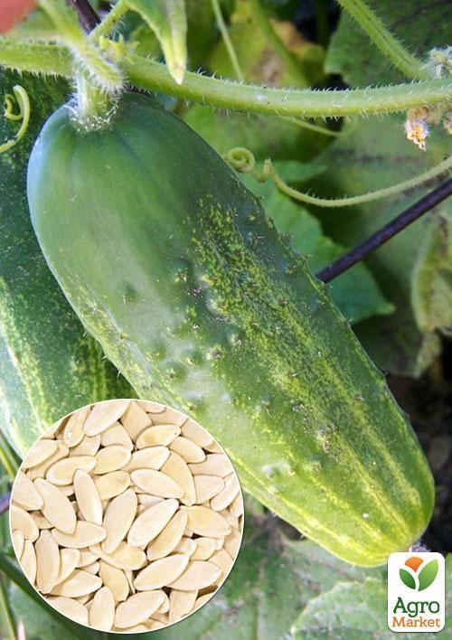 

На вагу Огірок Щедрий F1 ТМ Весна ціна за 4г