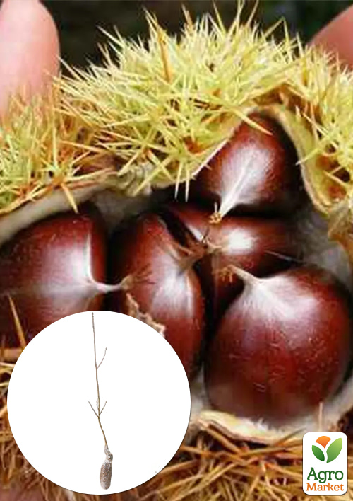 

Каштан їстівний 3 роки, сорт «Mollissima», висота 80–120 см