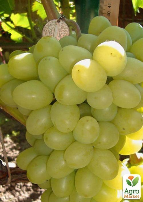 

Виноград Аркадия (ранний срок созревания, один из лучших сортов в Украине)