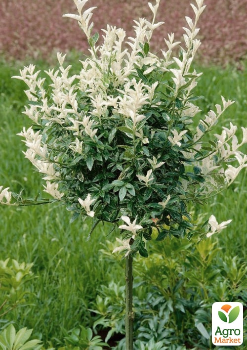 

LMTD Бересклет на штамбе 3-х летний Harlequin (100-110см)