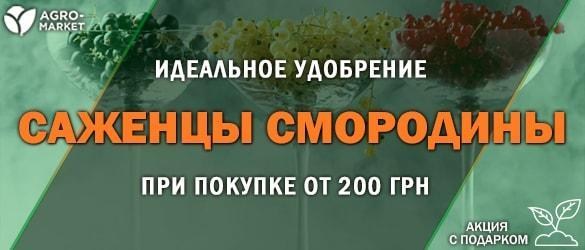 Акция! Выписывайте саженцы смородины и получайте отменный подарок от Agro-Market.ua Акция! Выписывайте саженцы смородины и получайте отменный подарок от Agro-Market.ua