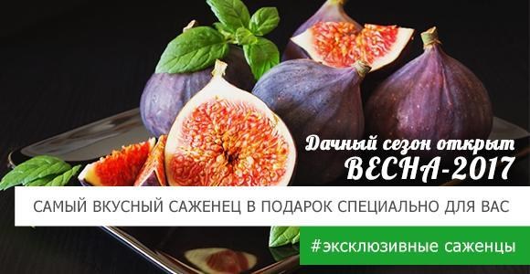 Мы рады подарить Вам саженец в подарок! Мы рады подарить Вам саженец в подарок!