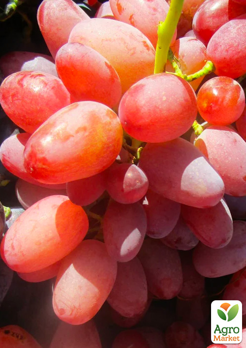 

Виноград Геліос (ранній термін дозрівання, не пошкоджується осами)